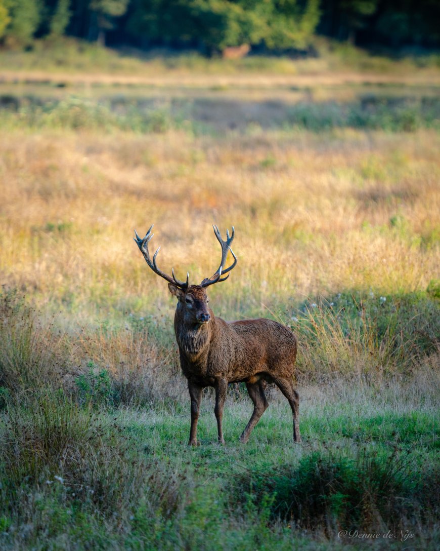 Edelhert, Veluwe
